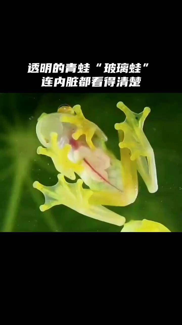 角蛙肚子透明图片