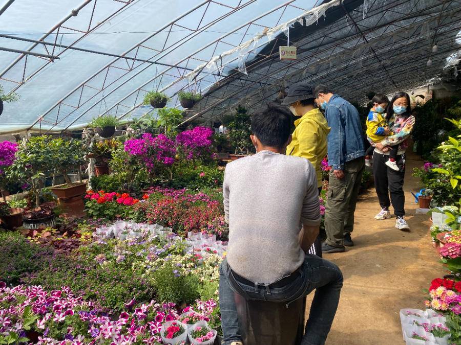 鲜花销量普遍下降郁金香成今春鲜切花市场“新宠”(图2)