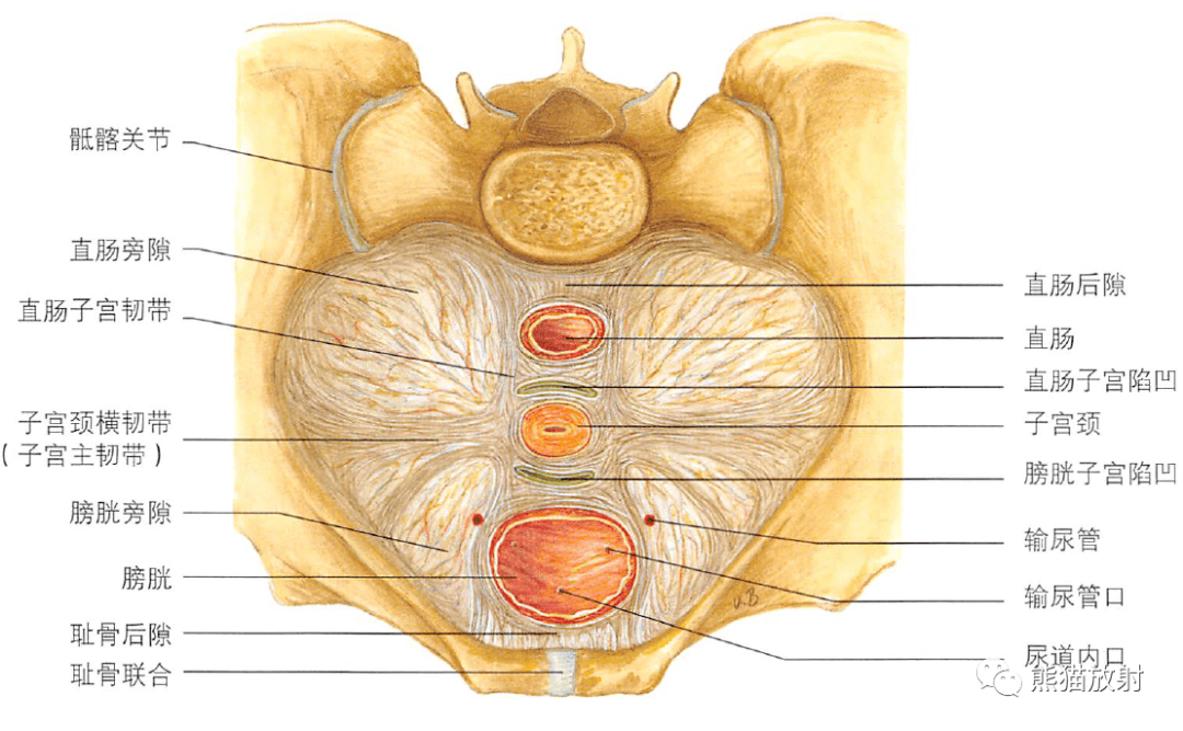 解剖丨膀胱,前列腺,尿道,生殖系統_子宮_男性_盆腔