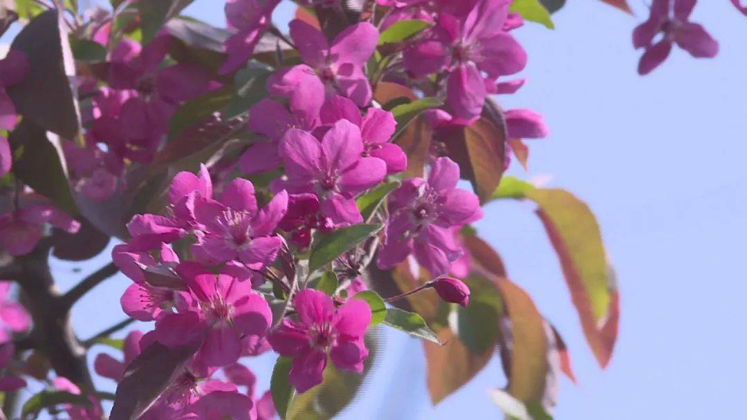 花开河北春潮烂漫海棠红花中神仙枝头俏