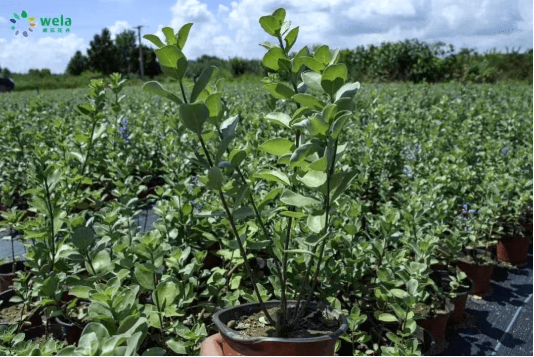 滨海盐碱地改良先锋植物单叶蔓荆