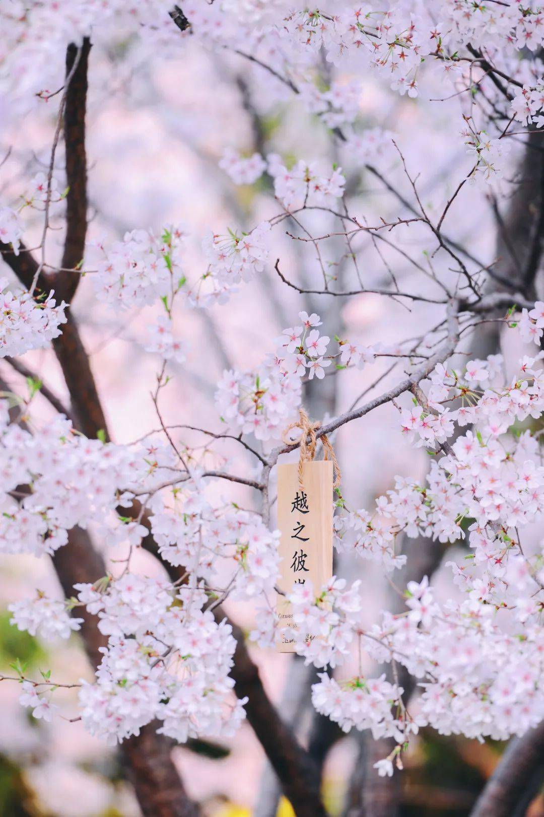 春日限定浪漫开启中绝美樱花海实力霸屏太太太太美了