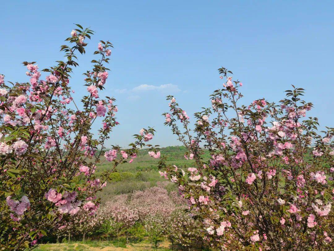 丹阳这处樱花海刷屏了!_水晶_管山_马塘