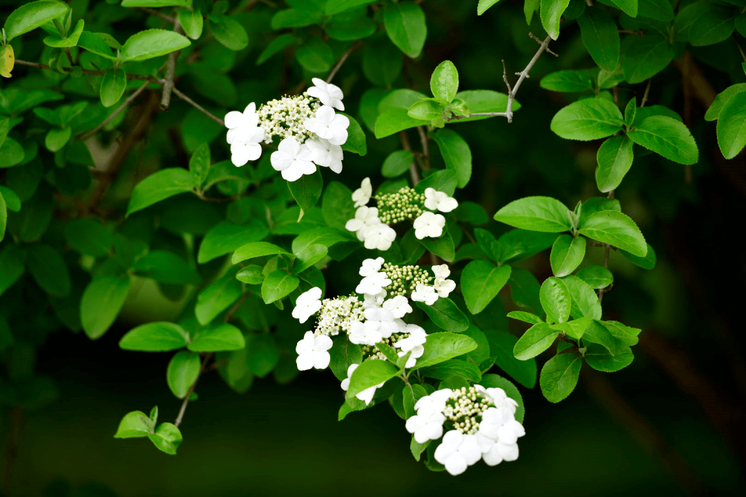 关于琼花的传说这棵高达数米的"古琼花"至今仍枝叶繁茂.