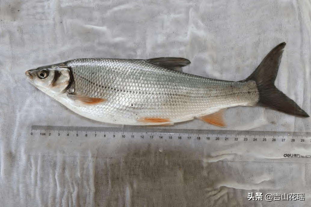 扁圆吻鲴批量繁育技术要点_亲鱼_水流_鱼苗