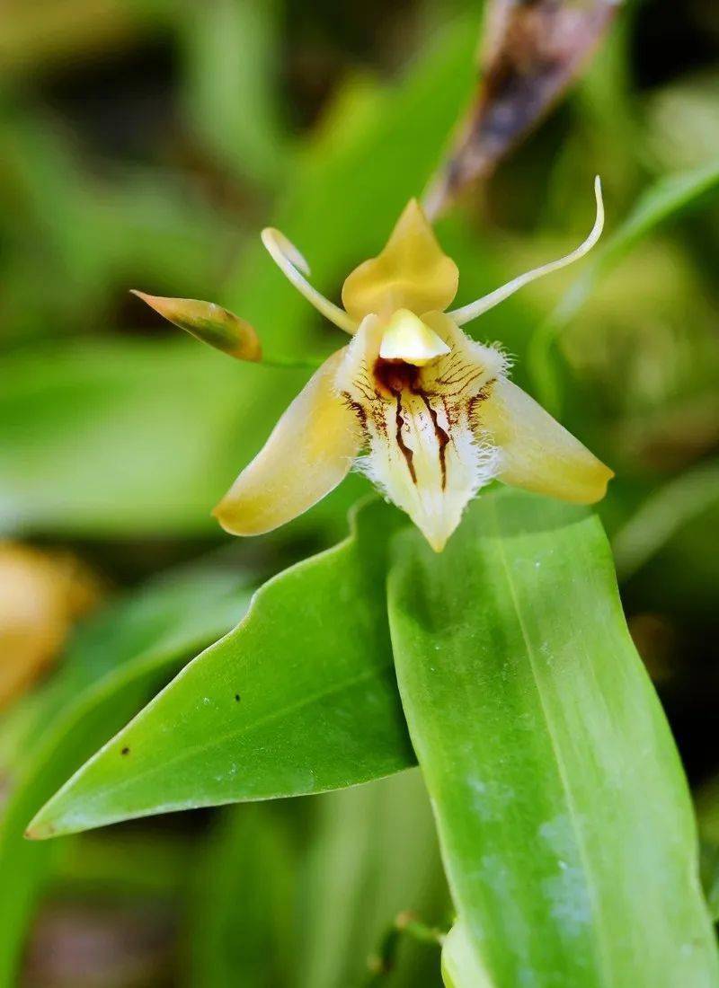 【生物多样性看西双版纳】西双版纳有多少野生兰花?