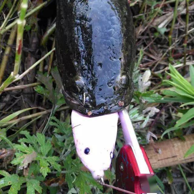 此外,黑鱼咬口的天气一定是艳阳高照,风和日丽的,在布满浮萍等水草的