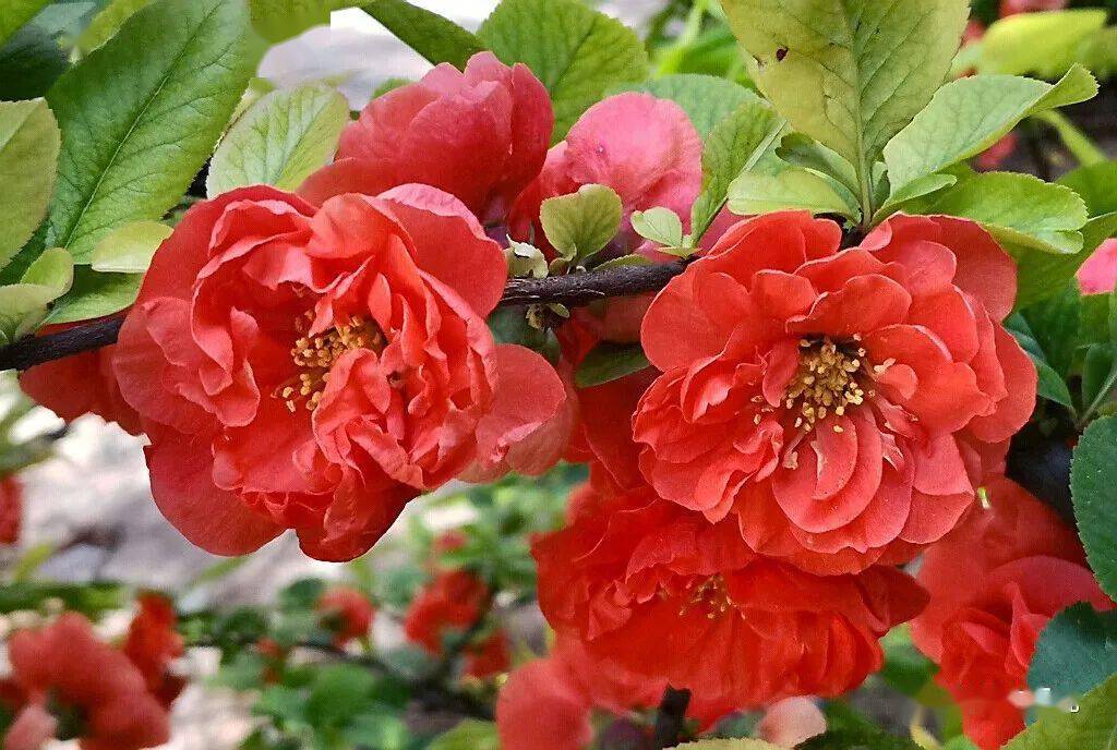 花中贵妃海棠花