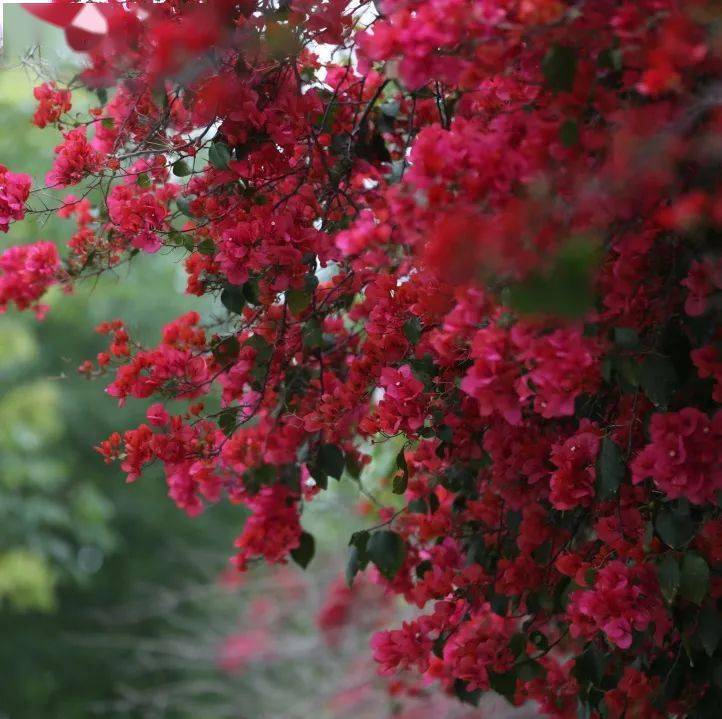 绚如彩霞西昌三角梅一键启动怒放模式