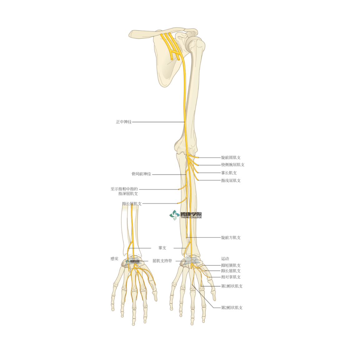 正中神經應用解剖_上臂_損傷_前臂