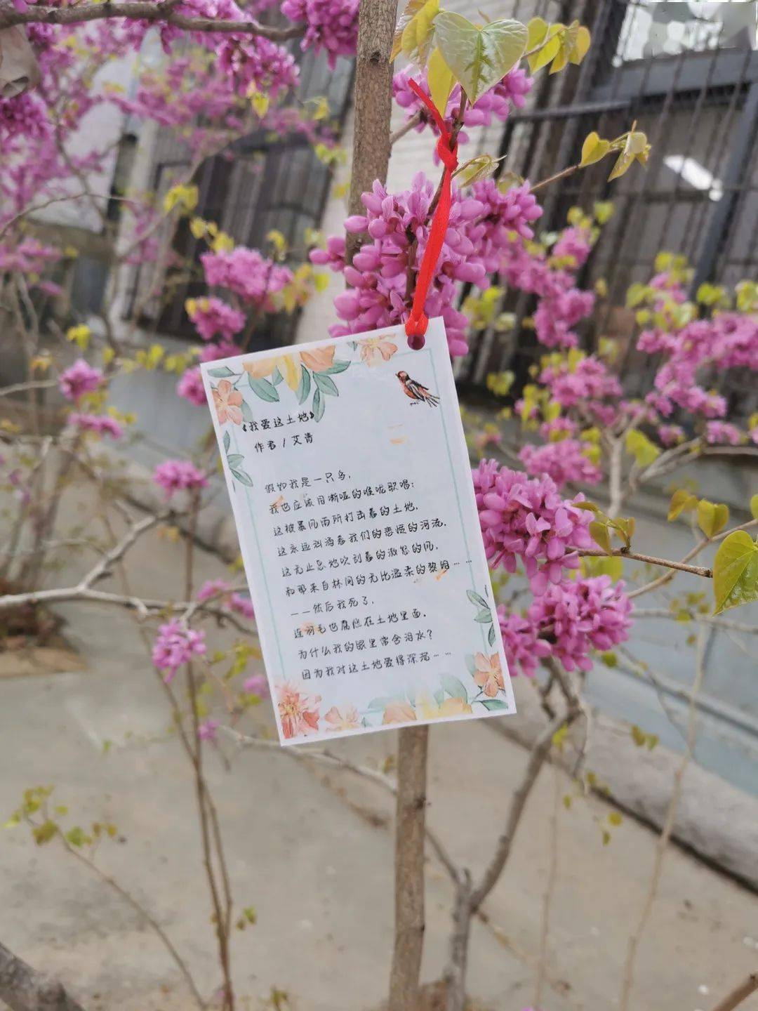 enjoy the spring扫码关注我们设计|王端端文案|郑桂哲审核|程川生