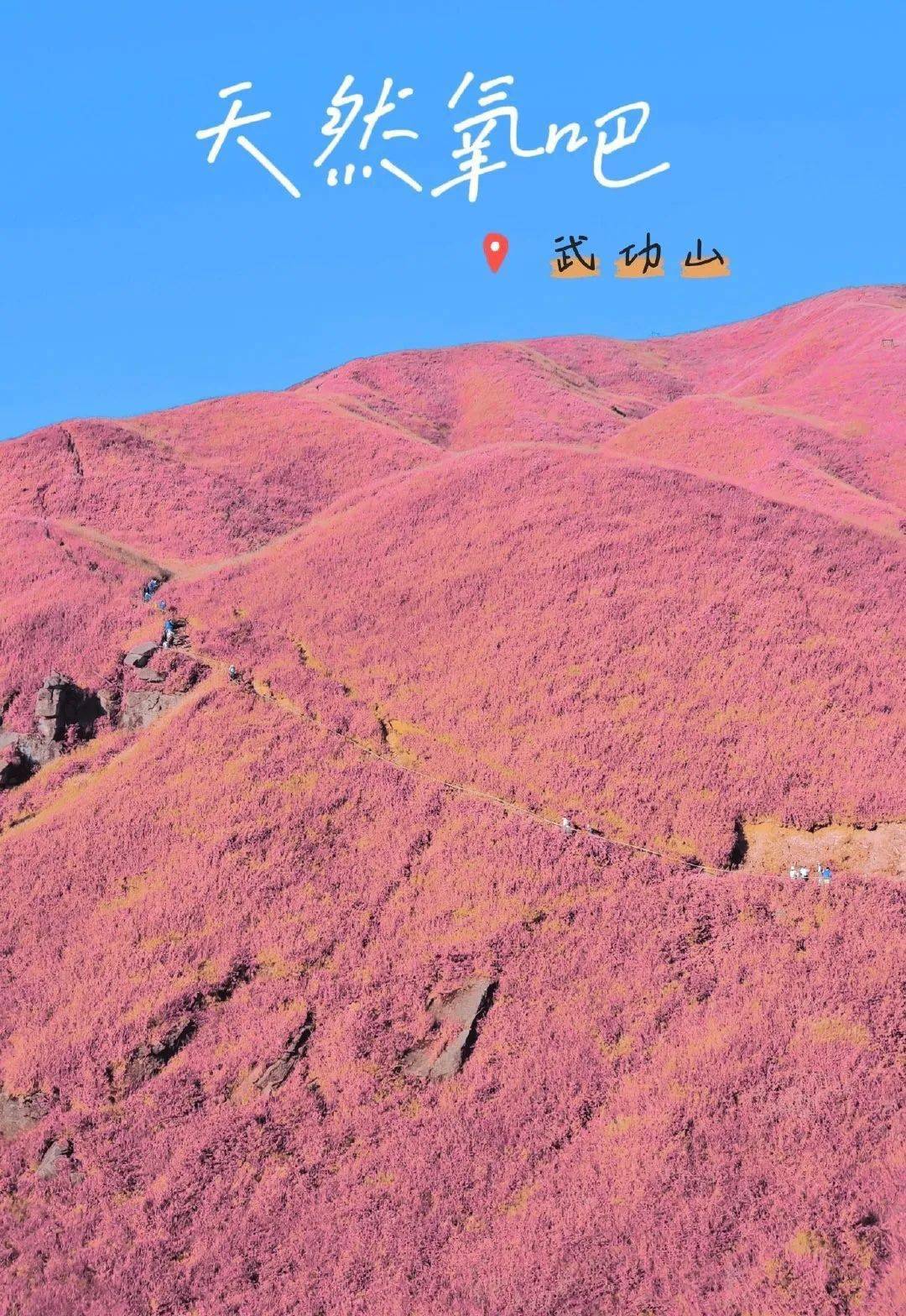 粉色_草甸_生活