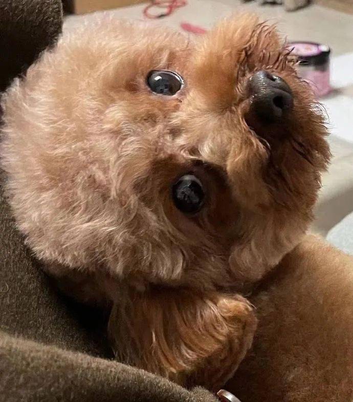 同样是怼脸拍为什么汪星人还能做到如此可爱