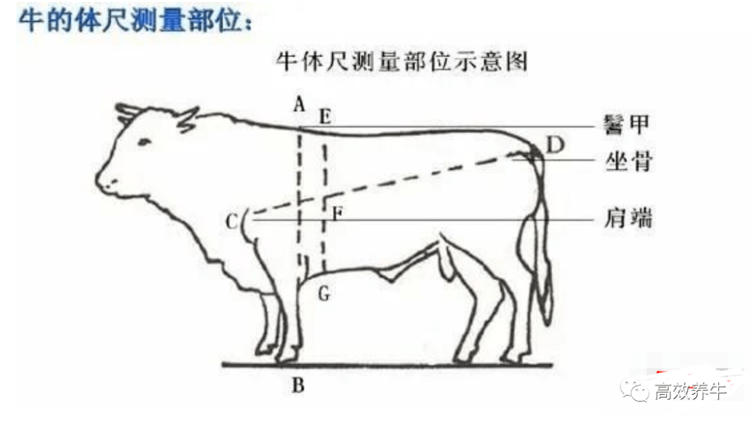 超详细:给牛估重方法大全_胸围_测量_体重