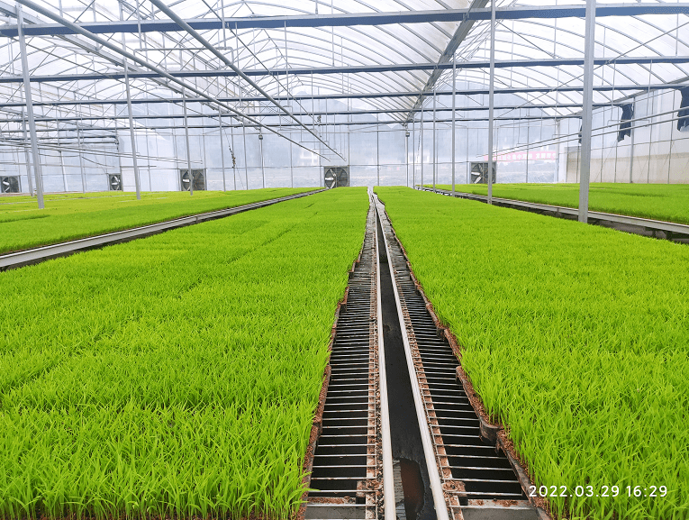 为帮助解决水稻机械化育秧中心建设的资金筹集和设施用地两大难题,我