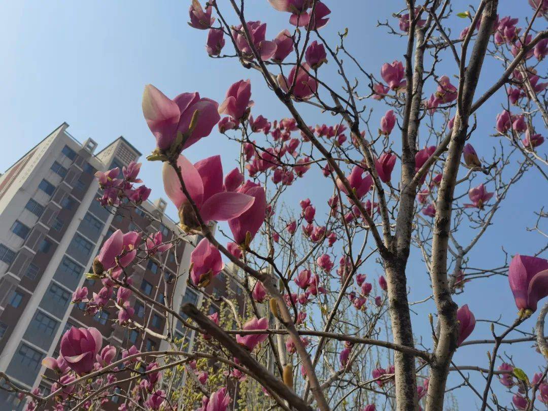 美景美拍春風花草香瀛海家園一里社區春景大賞正當時