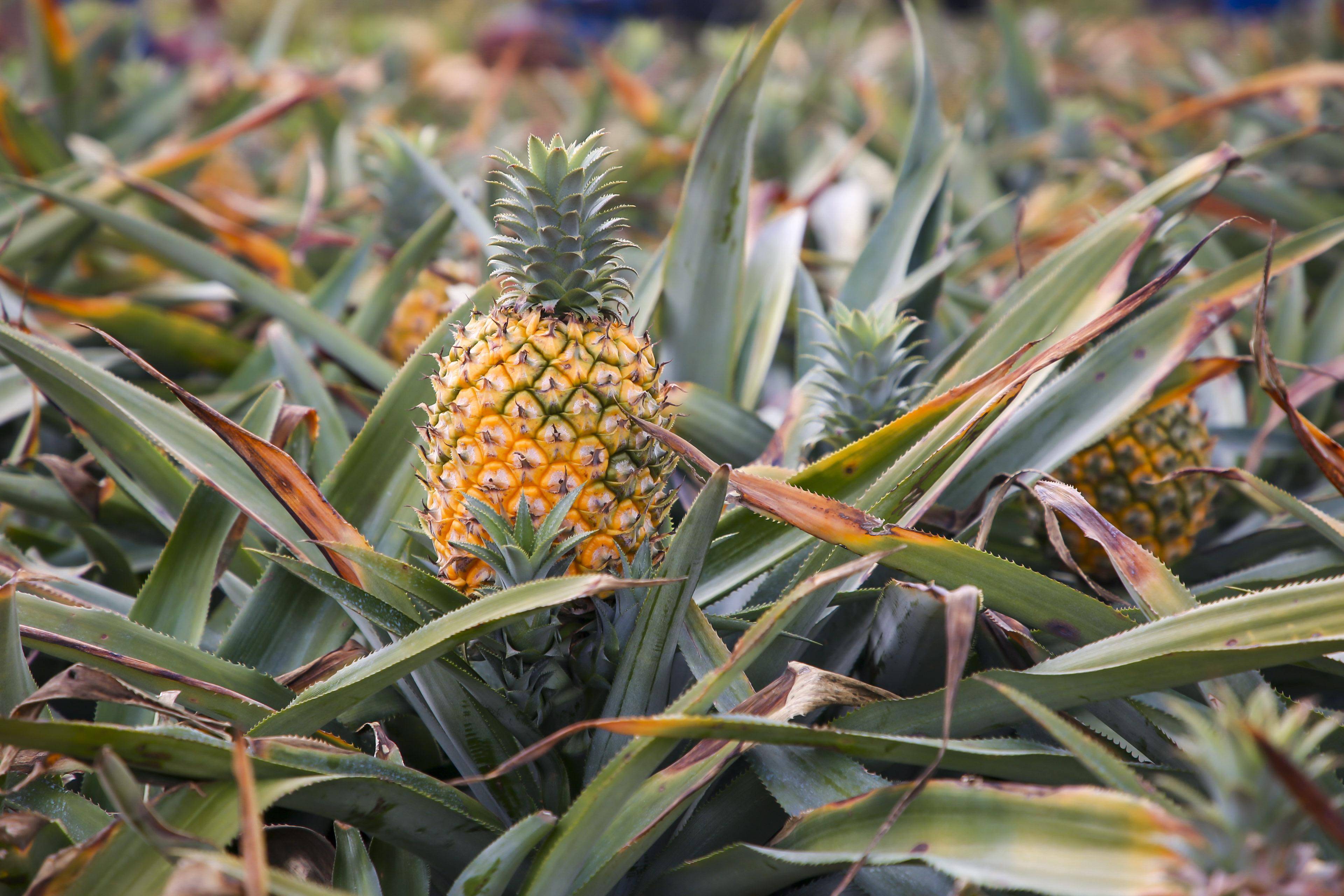 菠萝新时尚文化服务产业园钱大妈跨界推小新鲜生