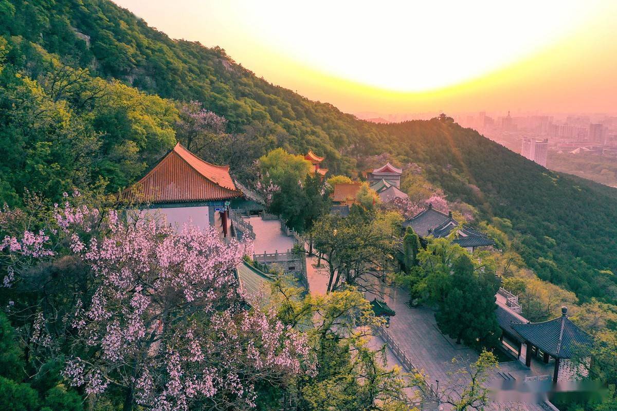 梧桐花开千佛山简直太美了又是一片四月芳菲天