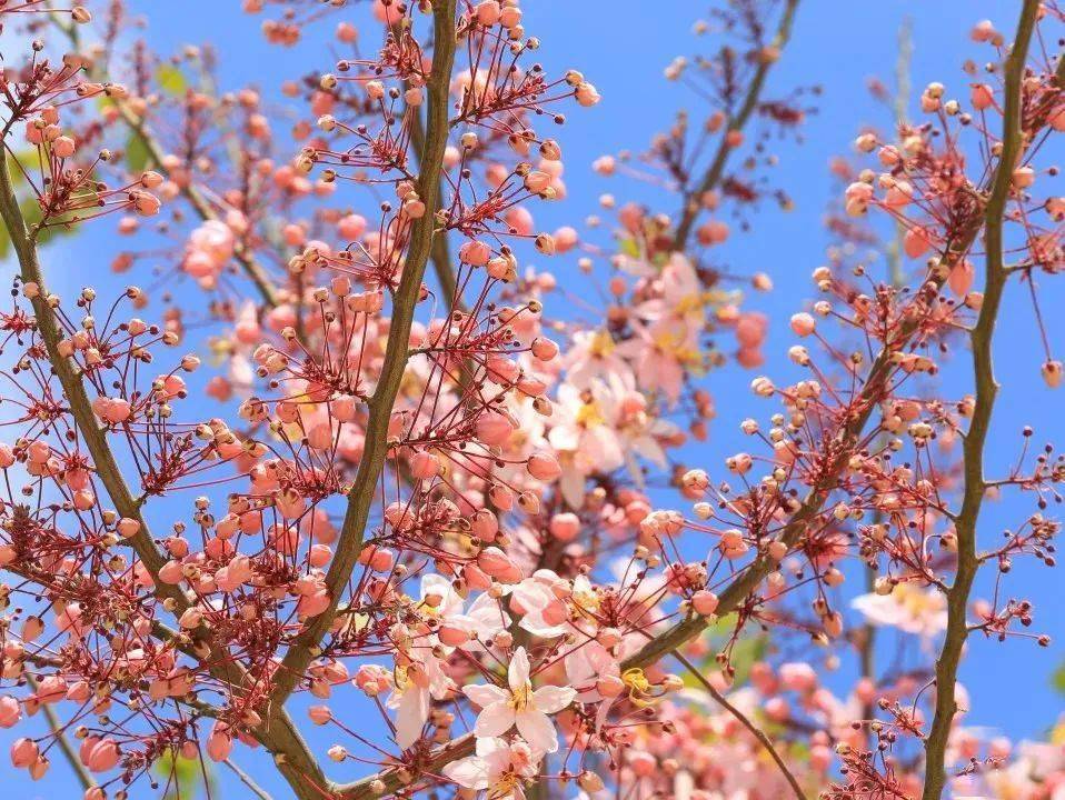 花旗木常綠灌木或小喬木,全株具白色乳汁.