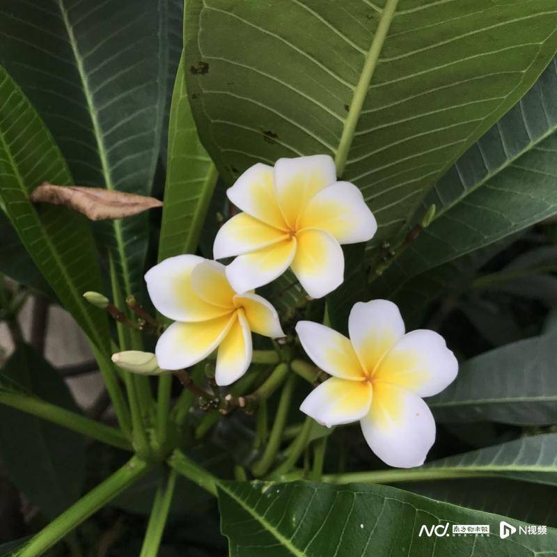 从小区到城市 下马观花体验 深圳是个大花园 星月 叶红草 叶片