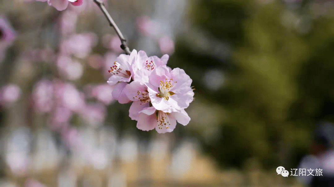 遼陽2022賞花探春第一波這裡的桃花開好啦