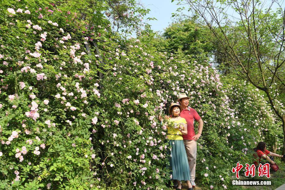 花开正艳！重庆这条废弃铁路上有一片蔷薇花廊