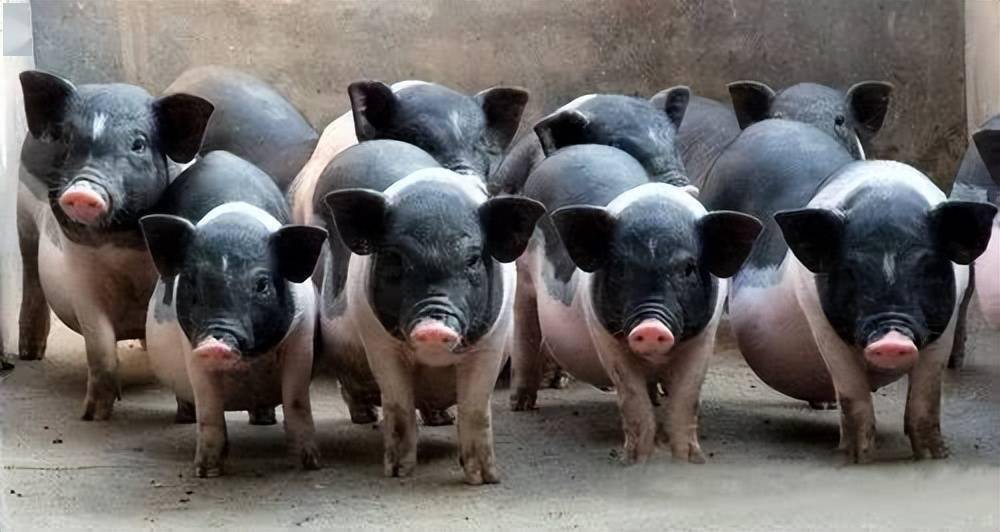 我国土猪的6大地域类型各有哪些代表品种呢看看有你见过的吗