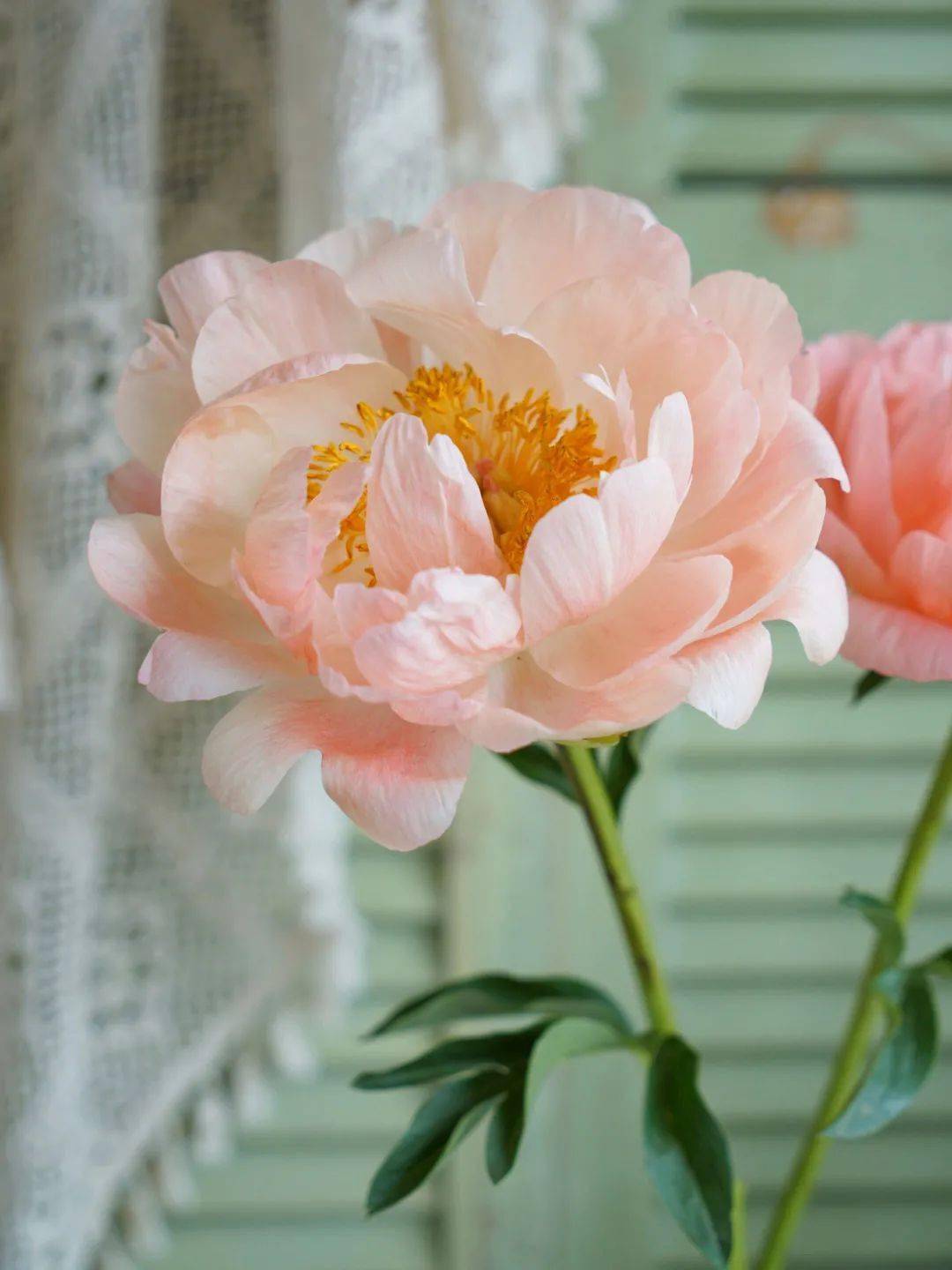 带你识花——珊瑚落日芍药