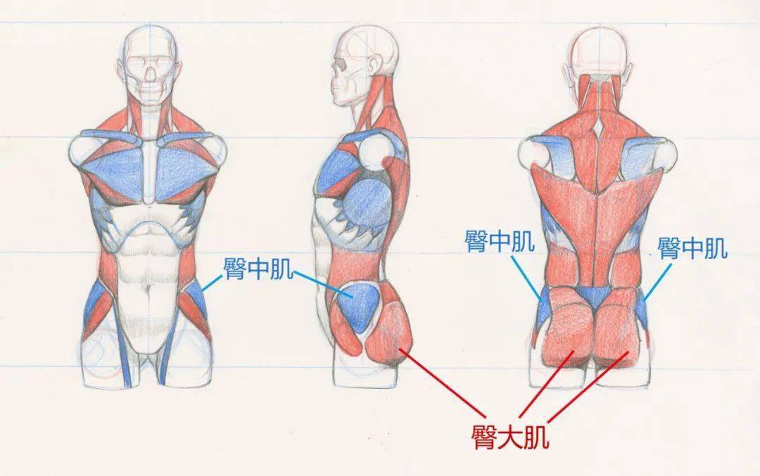 整个臀部的肌肉可以分为臀大肌,臀中肌,臀小肌,臀中肌位于臀部外侧,它