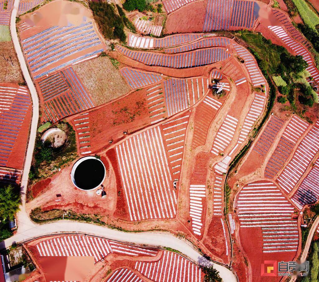 荣县乐德镇红土地穿上条纹服