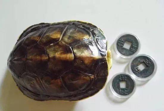 像我们这些一般玩家,如果真的想要留下龟壳留念,通常情况下拿来盘玩也