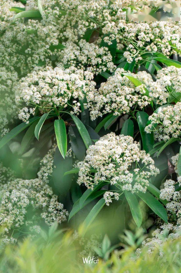 石楠,武汉会呼吸的痛_味道_物质_气味