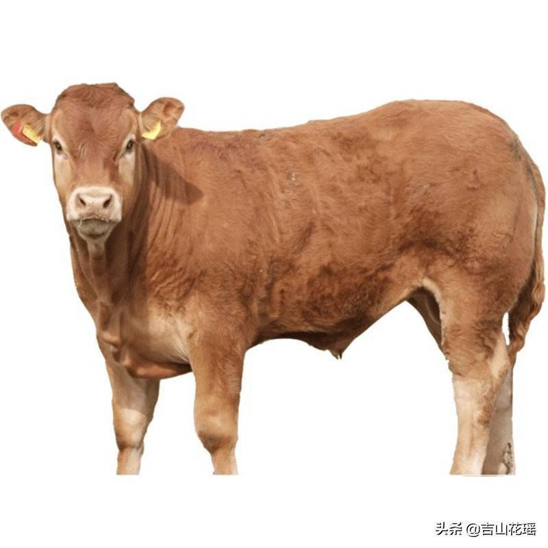 内蒙古种公牛图片图片