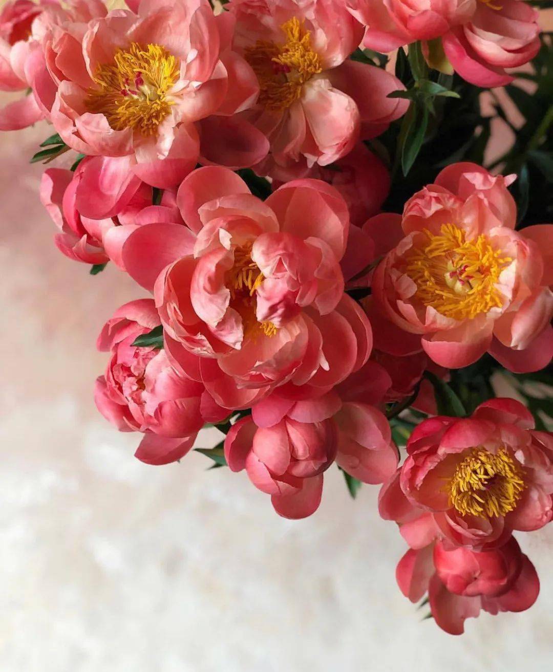 带你识花——珊瑚落日芍药