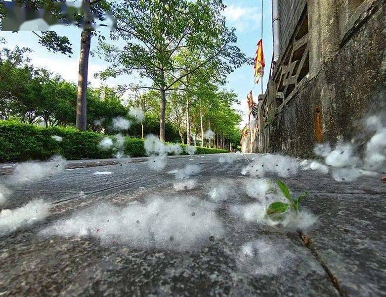 又到柳絮纷飞季!你知道要注意些什么吗?_飞絮_杨絮_防护