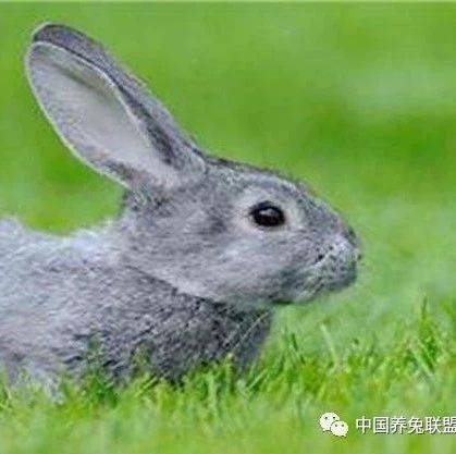 獭兔品种介绍及图片_缴费_农村_合作医疗