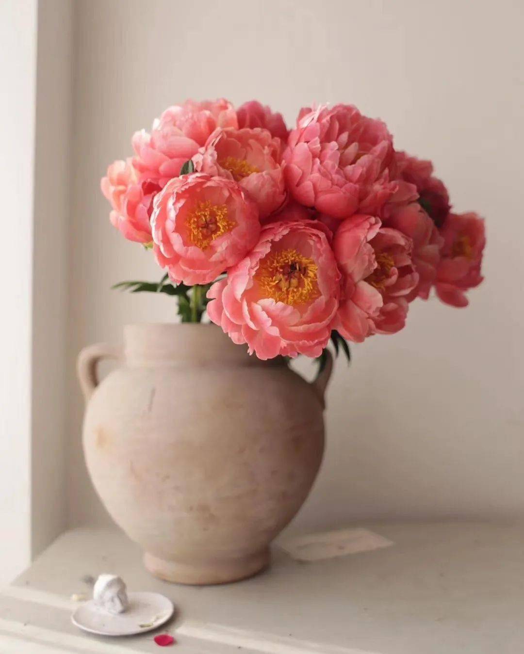 带你识花珊瑚落日芍药