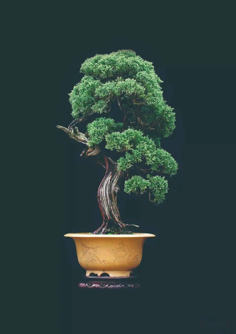 高清大图徽风骨韵王恒亮盆景艺术