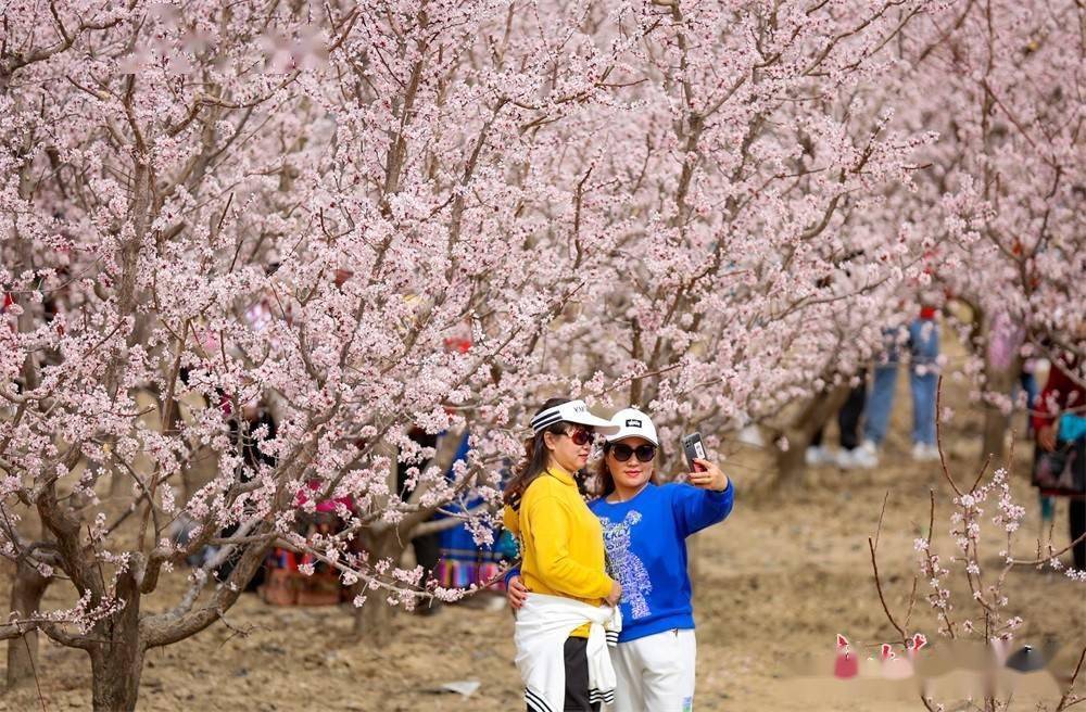酒泉金佛寺镇:春风细细精心裁 万亩杏花肆意开_祁连_侯崇慧_甘肃