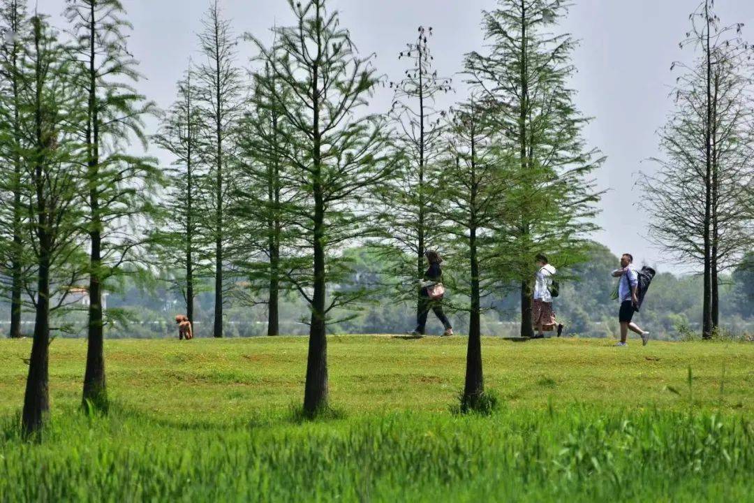 到团头湖睇睇男白鹭向女友献媚