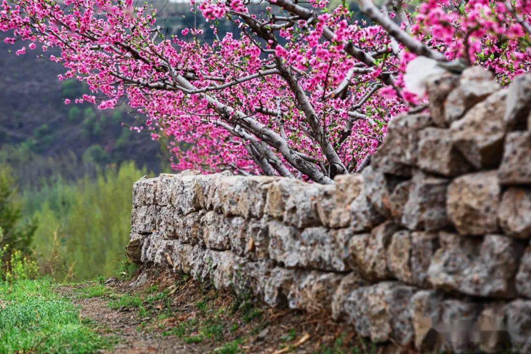 刚拍的十里桃花已盛开五莲原来还有这样的仙境