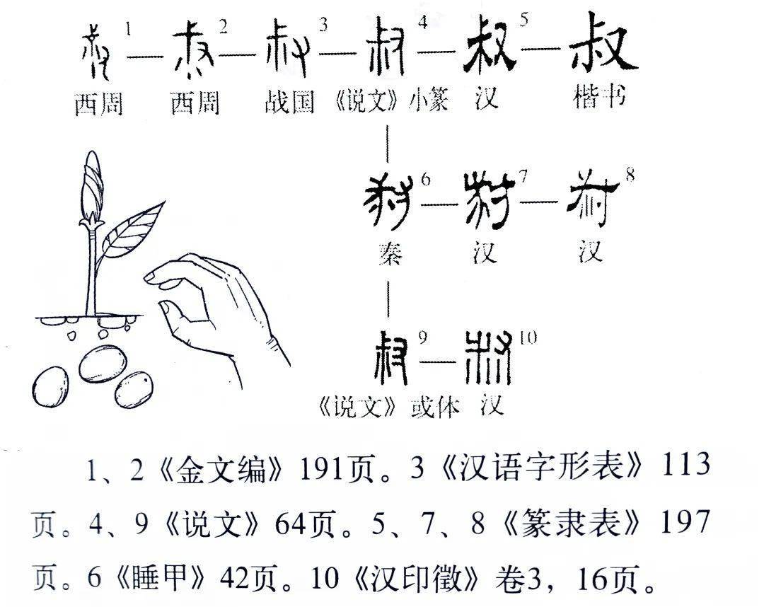 (叔的字形演變)金文裡,