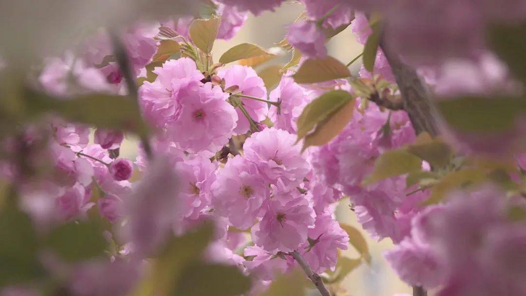 花開河北|省會石津灌渠文化公園晚櫻盛開惹人愛_櫻花_旅遊_草坪