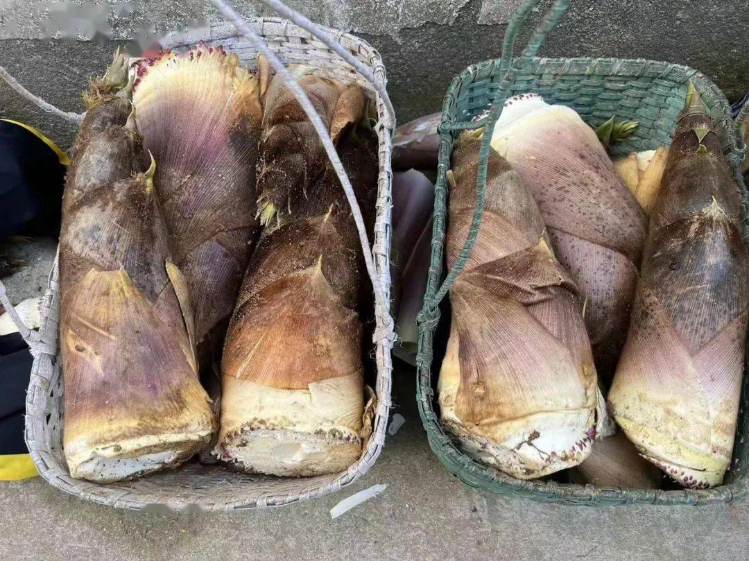 问政贡笋送往上海黄山红马甲爱心唱响山海情