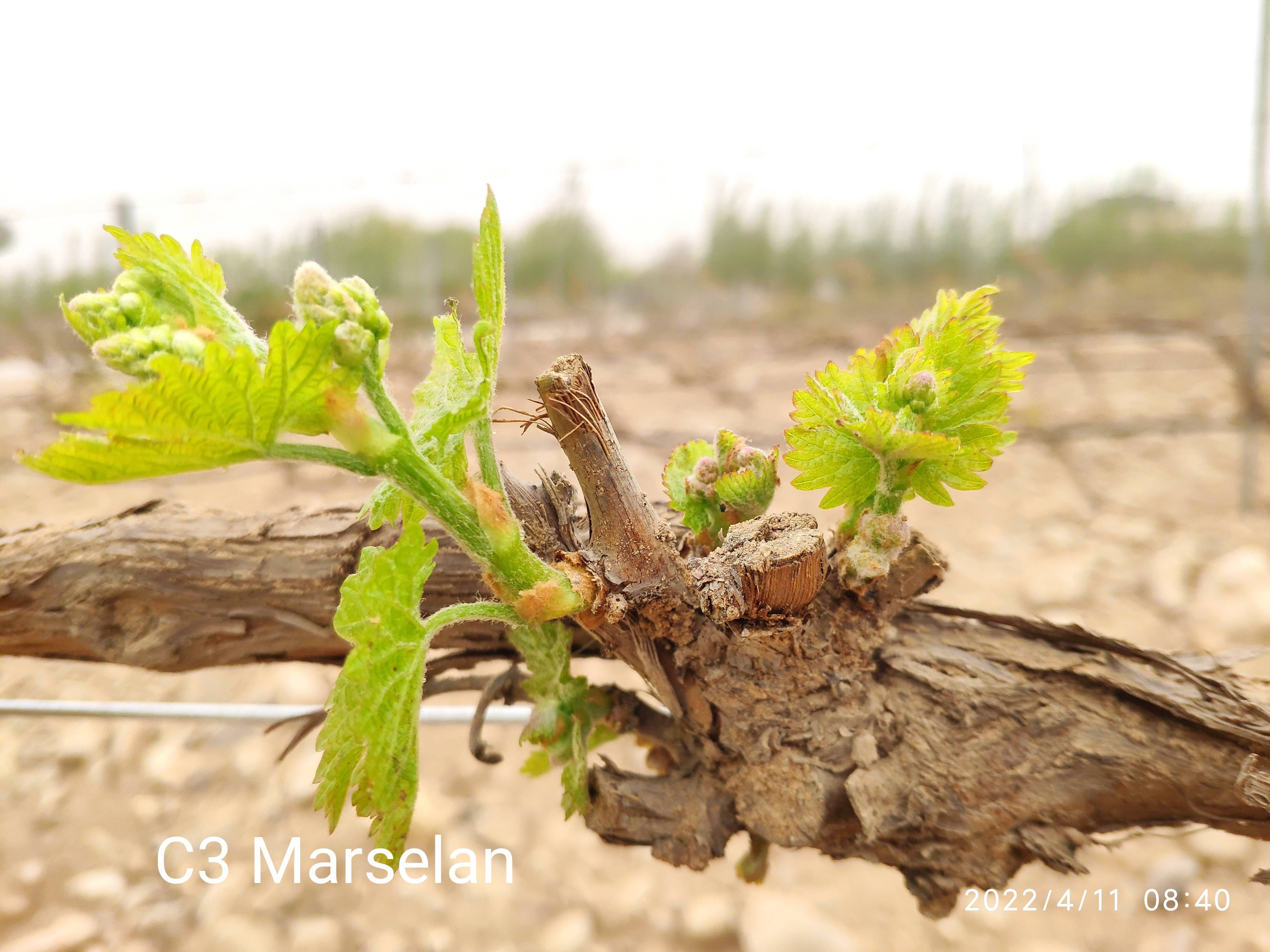 葡萄在萌芽期如遇霜冻,轻则造成减产,重则冻伤树体,甚至会影响以后