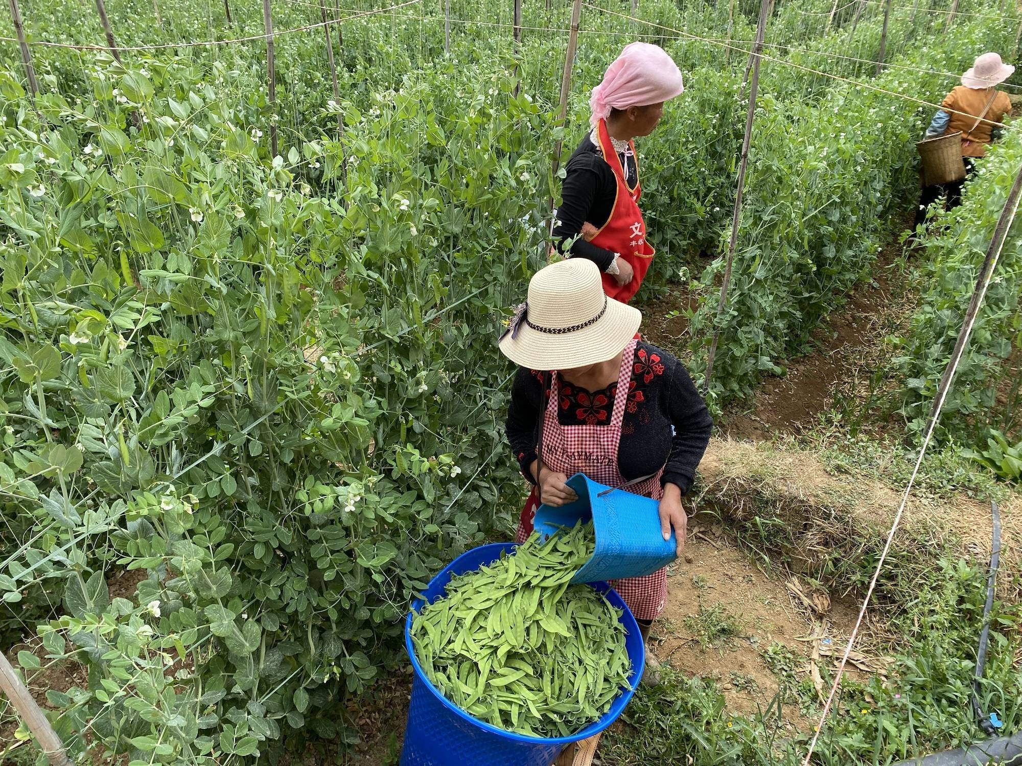 荷兰豆种植时间图片