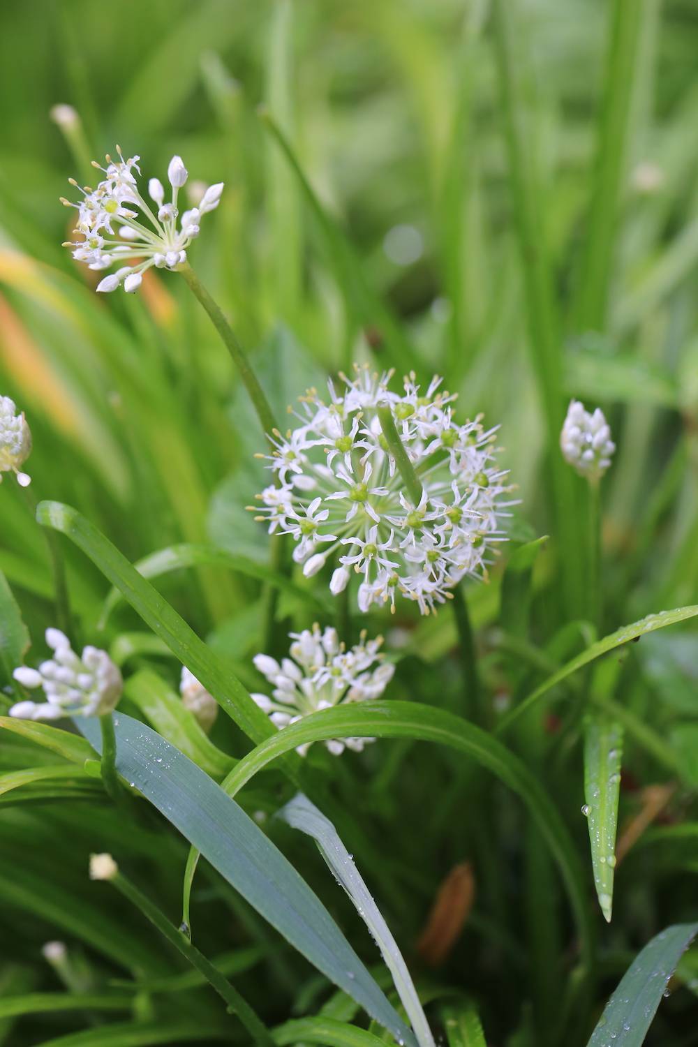 自然散步 | 这些蔬菜会开花?当然!_韭菜_茼蒿_allium