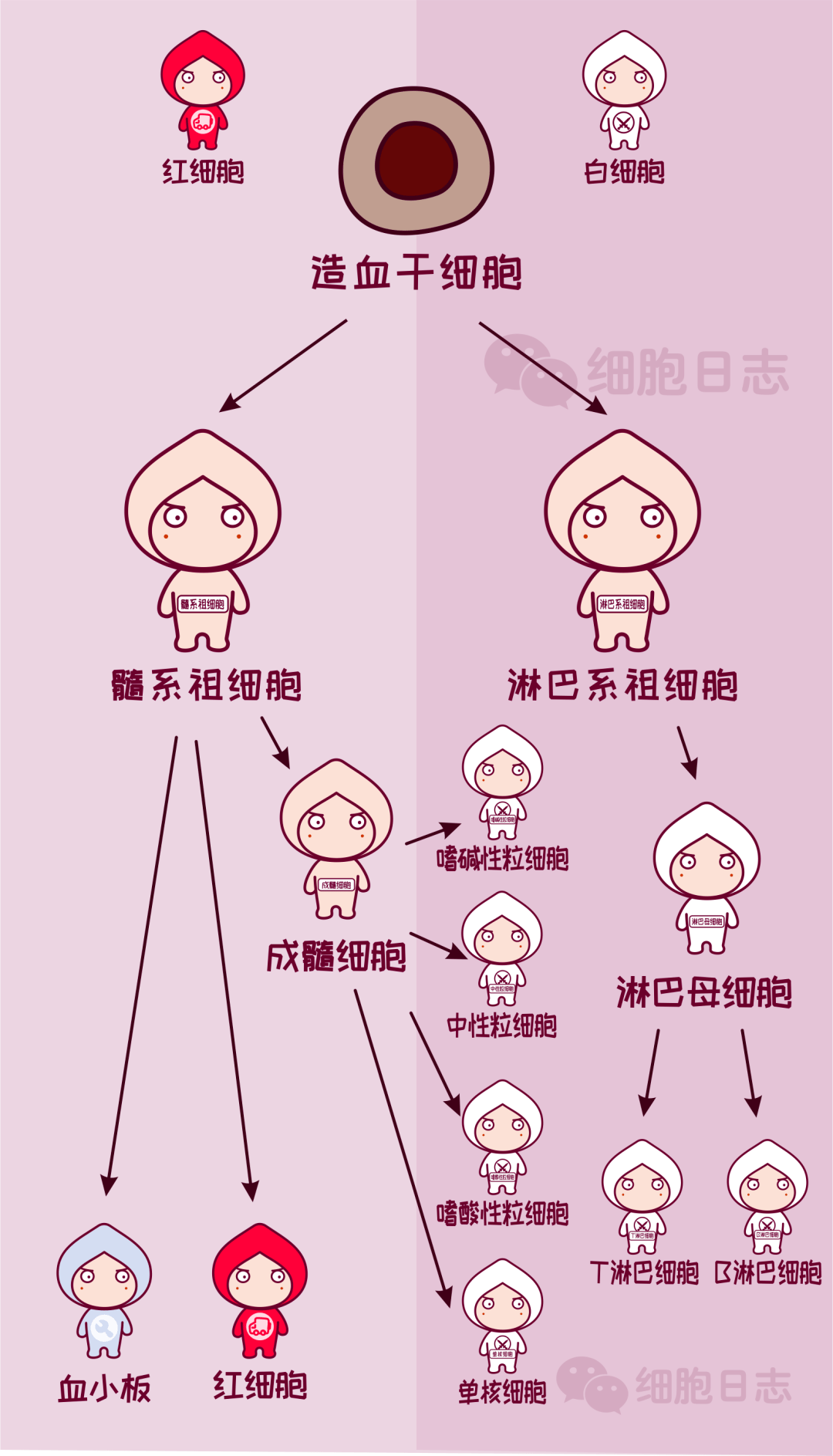 红细胞白细胞的身世之谜它们竟然是