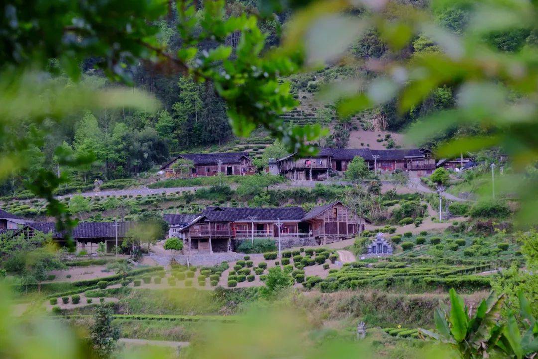 最美湖北茶园这个春天到五峰来一场和茶叶的邂逅