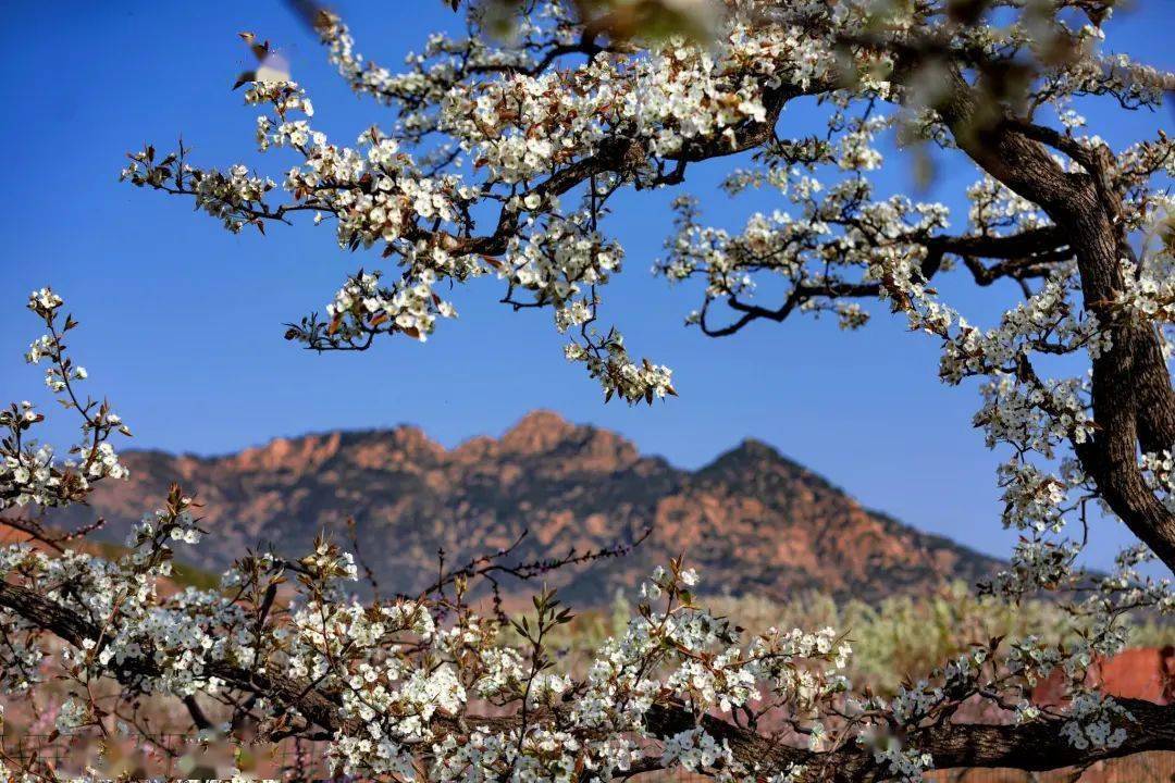 秦皇岛万顷梨花盛放正是人间好时节赏梨花攻略来了